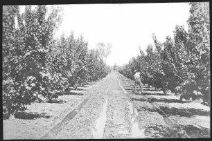 Mildura, Australien. Irrigating "Apricots"