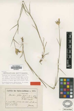 Dianthus guliae Janka [isotype]