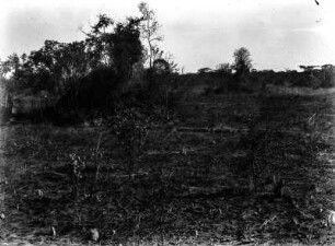 Termitenbau : Blick auf eine von Termitenhügeln geprägte Landschaft nahe Lubumbashi