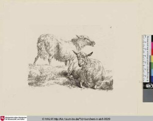 [Zwei Schafe; The Set of the Sheep, 5; Deux moutons]