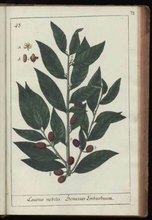 48. Laurus nobilis. Gemeiner Lorbeerbaum