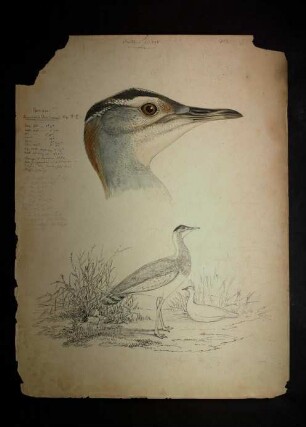 Ornithologie pl. XXV.