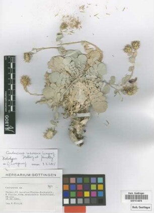 Centaurea sp.