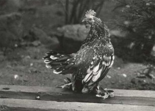 Hühnervögel (Galli). Federfüßiges Zwerghuhn (Gallus domesticus)