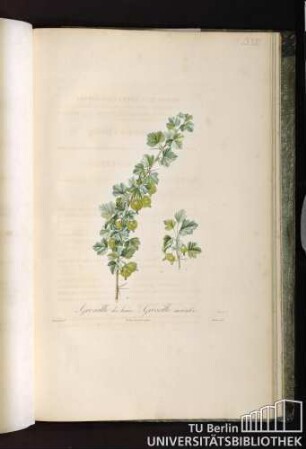 Pl. LXXVI. 1. Groseille des haies 2. Groseille auriculée.