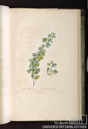 Pl. LXXVI. 1. Groseille des haies 2. Groseille auriculée.