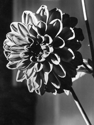 Blumen. Einzelne Dahlie