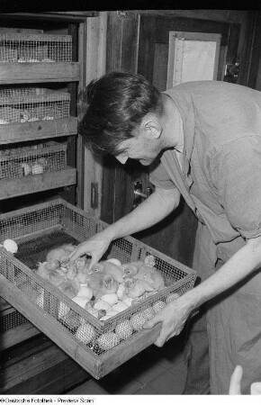 Entenküken werden aus einem Brutschrank genommen