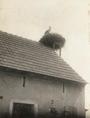 Döbra. Weißstorch (Ciconia ciconia L.), im Nest auf einer Scheune