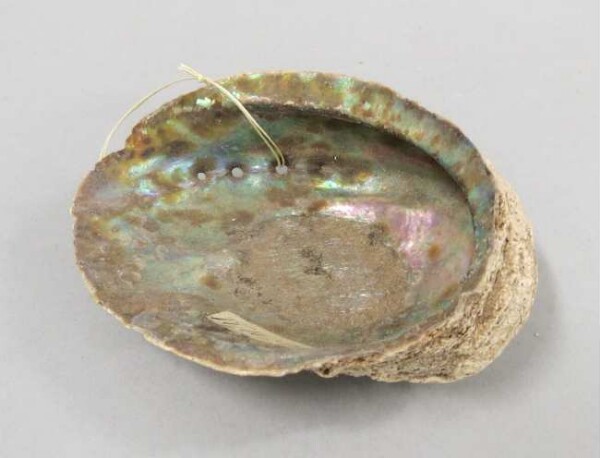 Musselshell (Haliotis iris)