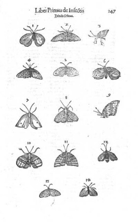 Tabula octava