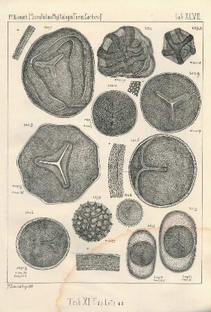 Tab. XLVII.