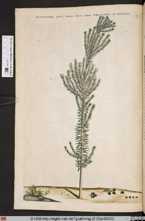 ALATERNOIDES AFRIC: ERICAE.