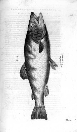 Salmo