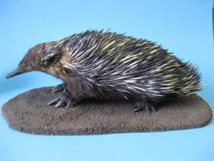 Kurzschnabel-Ameisenigel, Tachyglossus aculeatus