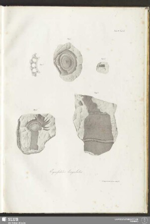Fasc: II. Tab: X. Equifetites lingulatus