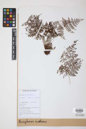Acrophorus nodosus C.Presl