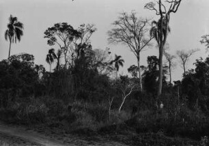 Landschaft in Brasilien : Zwei Männer stehen betrachtend im Gras zwischen Sträuchern und Bäumen.