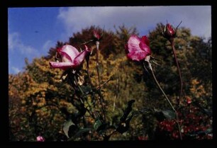 Adenauer's Rosen 2.11.75.