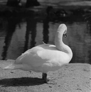 Zootiere. Schwan