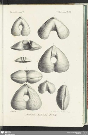 Pl. 509