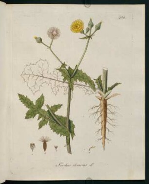 Sonchus oleraceus L.