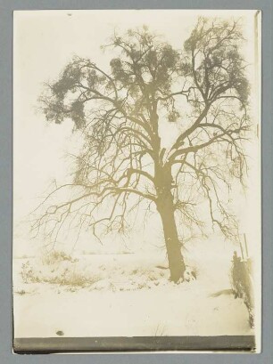 Die Misteln auf dem Lindenbaum blühen zur Winterzeit bei Kohren
