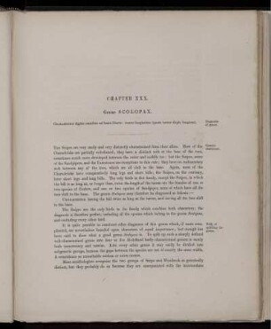 Chapter XXX. Genus Scolopax.