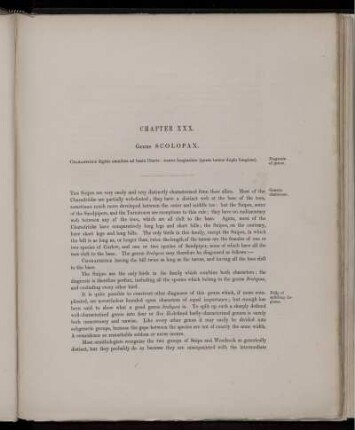Chapter XXX. Genus Scolopax.
