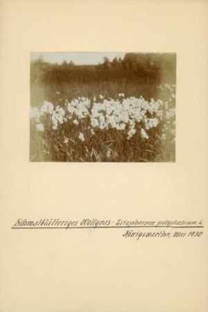 Schmalblättriges Wollgras : Königswartha, Schmalblättriges Wollgras (Eriophorum angustifolium)