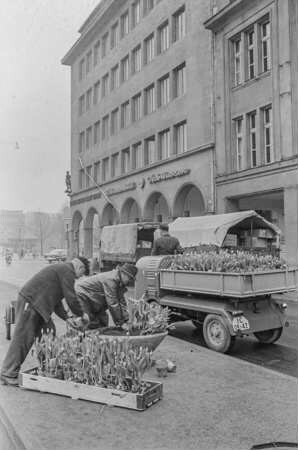 Tulpenpflanzen in Blumenkübel, Friedrichstraße, 1960. . SW-Foto © Kurt Schwarz.