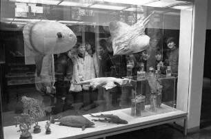 Ausstellung "Tiere und Pflanzen am Mittelmeer" bei den Landessammlungen für Naturkunde/Museum am Friedrichsplatz