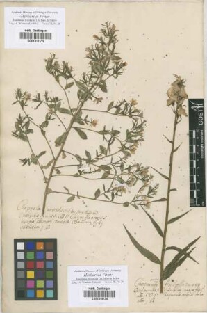 Campanula