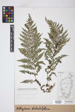 Athyrium distentifolium Tausch ex Opiz