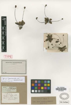 Plantago gentianoides Sibth. & Sm. var. scardica Griseb.[holotype]