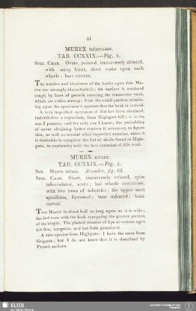 Murex tuberosus. Tab. CCXXIX. — Fig. 1