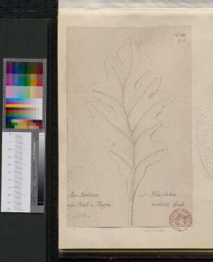 Namensinschrift von Herzogin Dorothea Ursula von Württemberg