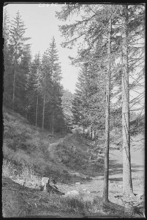 Schmiedeberg. Waldpartie bei Schmiedeberg