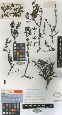 Phoradendron pruinosum Urb. [isotype]