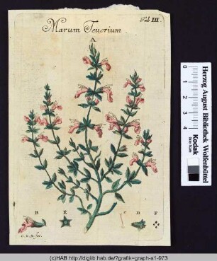 Marum Teucrium.