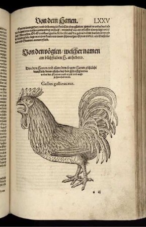 Von den Vöglen/welcher namen am buchstaben H anhebend.