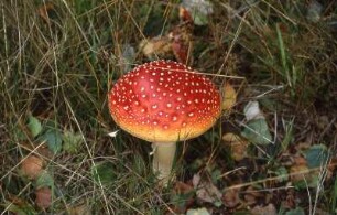 Harz - Fliegenpilz : Fliegenpilz. Aufgenommen im Harz, ca. 1998