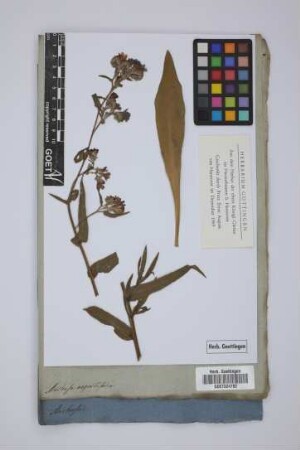 Anchusa angustifolia