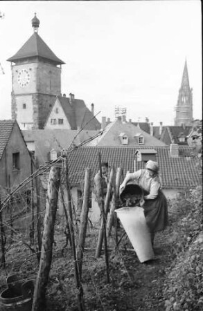 Freiburg: Eimer werden in Bütte geleert, Hintergrund Schwabentor und Münster