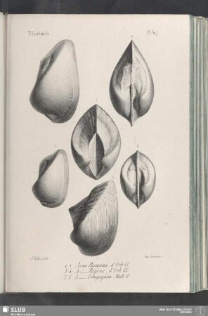 Pl. 327