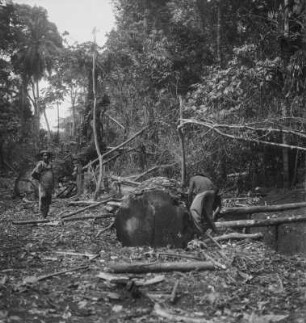Kamerun. Regenwald in Littoral. Gefällter Edelholzbaum auf der Pflanzung Wenck bei Mbanga