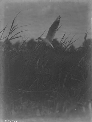 Lachmöwe : Lachmöwe (Chroicocephalus ridibundus Linnaeus) im Anflug auf das Nest.