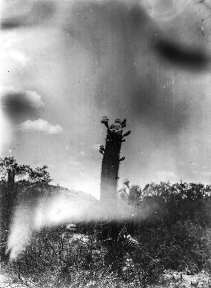 Kakteen : Trockenvegetation mit Kakteen