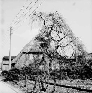 Lasbek-Gut: Bauernhaus mit stark beschädigtem Reetdach: davor Garten mit Baum: links Strommast