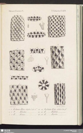 T. Crétacés, Pl. 678